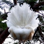 pajaros