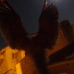 "Faucon de Nuit dans le quartier du Saint-Esprit" 2011